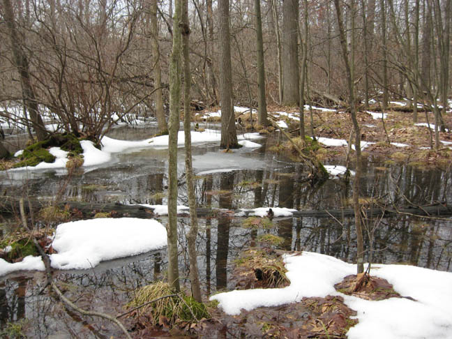 Vernal Pool